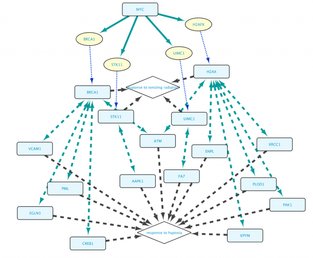 Figure 13: By replacing FOXO4 with "MYC" in the 1st line and "response to hypoxia" with "response to ionizing radiation" in the 2nd line, we get a completely different network.