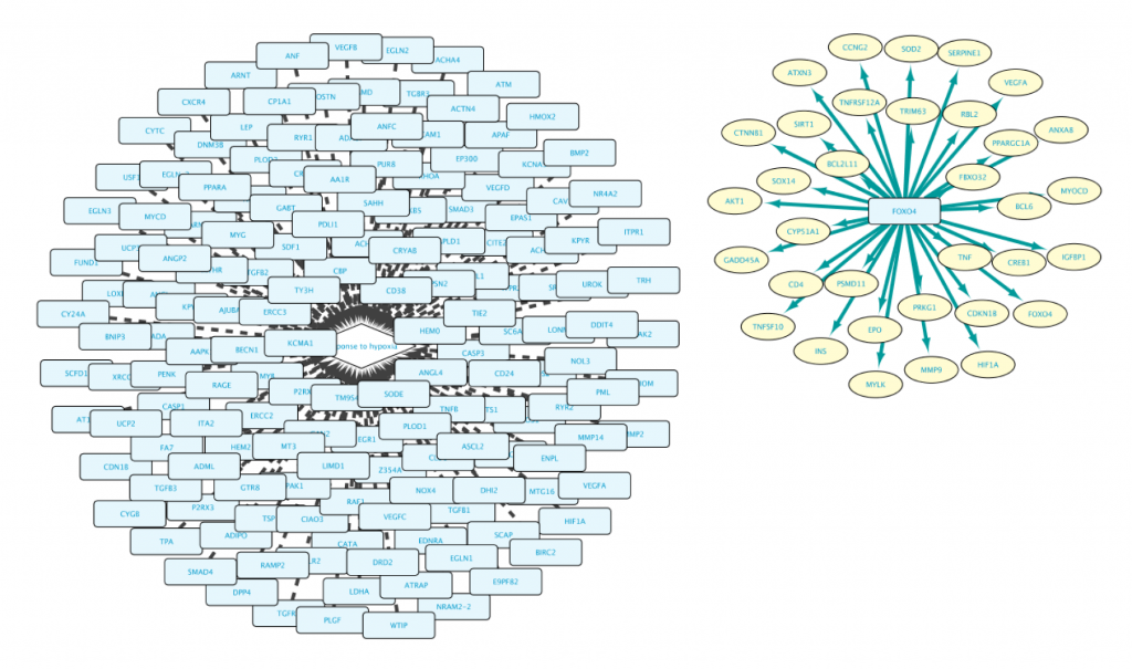 Figure 4: the network that results from the “Example 1a” query, showing two sub networks: all proteins annotated with ontology term 'response to hypoxia' (the central hub, left network), and all genes regulated by transcription factor FOXO3 (the network on the right)